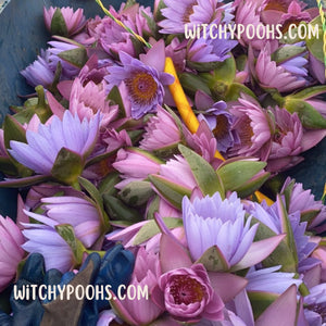 Witchy Pooh's Lotus Flowers, Whole Flowers Blue and Yellow For Tea, Sleep Aid and Enlightenment Rituals-4