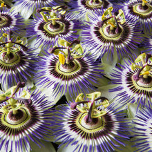 Load image into Gallery viewer, Witchy Pooh&#39;s Passion Flower Herb for Calmness, Love and Prosperity-2
