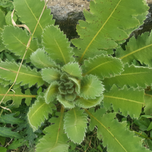 Load image into Gallery viewer, Witchy Pooh&#39;s Wild Lettuce Herb For Ritual to Egyptian God of Fertility, Min-2
