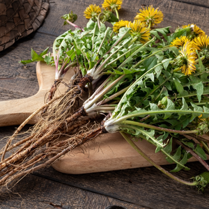 Witchy Pooh's Dandelion Root Loose Leaf Herbal Tea for Purification Rituals and Healing Ceremonies-4