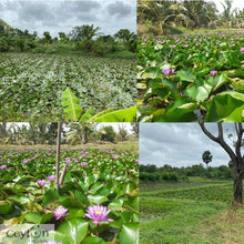 Load image into Gallery viewer, 20kg Dried Blue Lotus Flowers (Nymphaea Caerulea) - Premium Quality, Organic, for Tea, Bath, Incense, and More | Ceylon Organic-1
