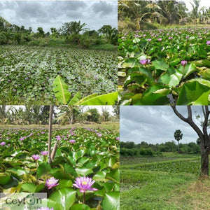 20kg Dried Blue Lotus Flowers (Nymphaea Caerulea) - Premium Quality, Organic, for Tea, Bath, Incense, and More | Ceylon Organic-1