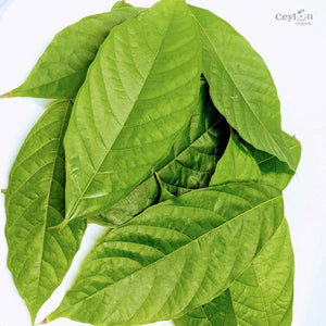 200+ Cacao leaves, Dry Cacao Leafs, Dried Cacao Leaves,Chocolate Theobroma Cocoa-0