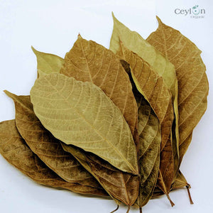 200+ Cacao leaves, Dry Cacao Leafs, Dried Cacao Leaves,Chocolate Theobroma Cocoa-1