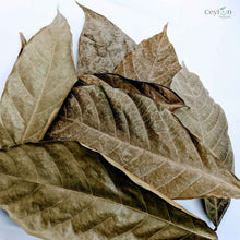 Load image into Gallery viewer, 200+ Cacao leaves, Dry Cacao Leafs, Dried Cacao Leaves,Chocolate Theobroma Cocoa-3
