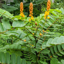 Load image into Gallery viewer, 1000+ Dehydrated Cassia Alata , Organic dried candle bush Leaves , King of the medicinal plant-4
