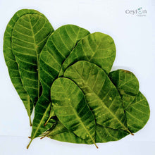 Load image into Gallery viewer, 500+ Cashew Leaves for Healthy Living,Dried Cashew Leaves (Anacardium occidentale) | Ceylon Organic-0
