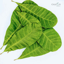 Load image into Gallery viewer, 500+ Cashew Leaves for Healthy Living,Dried Cashew Leaves (Anacardium occidentale) | Ceylon Organic-1
