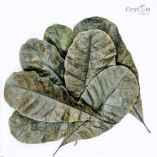 Load image into Gallery viewer, 500+ Cashew Leaves for Healthy Living,Dried Cashew Leaves (Anacardium occidentale) | Ceylon Organic-2
