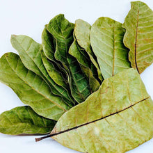 Load image into Gallery viewer, 500+ Cashew Leaves for Healthy Living,Dried Cashew Leaves (Anacardium occidentale) | Ceylon Organic-4
