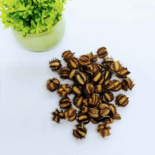 Load image into Gallery viewer, 500+ Castor seeds, Castor beans, Castor plant seeds | Ceylon Organic-2
