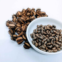 Load image into Gallery viewer, 500+ Castor seeds, Castor beans, Castor plant seeds | Ceylon Organic-4
