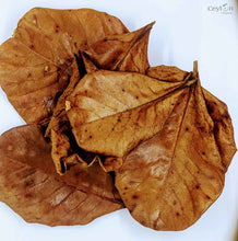 Load image into Gallery viewer, 100+ Cattapa Leaves, Tropical Almond Leaves,100% Organic | Ceylon Organic-3
