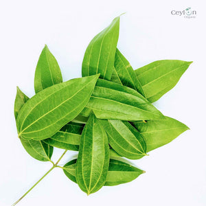 500+ Organic Cinnamon Leaves,Dried Cinnamon Leaves | ceylon organic-1