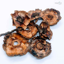 Load image into Gallery viewer, Dried Coconut flowers for your craft projects and aquarium, 100% Naturally dried |  Ceylon Organic-0
