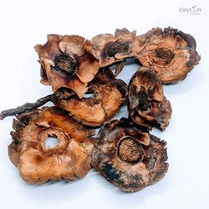 Dried Coconut flowers for your craft projects and aquarium, 100% Naturally dried |  Ceylon Organic-0