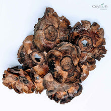 Load image into Gallery viewer, Dried Coconut flowers for your craft projects and aquarium, 100% Naturally dried |  Ceylon Organic-2
