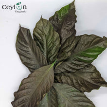 Load image into Gallery viewer, Coffee Leaves, coffee genus, Dried Kaffee Leaves,Herbal Tea, Dried Coffee Leaf Tea |  Ceylon Organic-1
