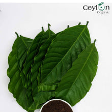 Load image into Gallery viewer, Coffee Leaves, coffee genus, Dried Kaffee Leaves,Herbal Tea, Dried Coffee Leaf Tea |  Ceylon Organic-0
