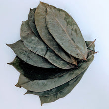 Load image into Gallery viewer, 500+ Soursop Leaves, Dried Soursop Leaves Organic, Guanabana, Graviola, Annona Muricata | Ceylon Organic-5
