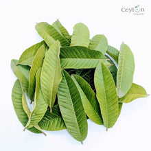 Load image into Gallery viewer, 500+ Guava Leaves, Dried Guava Leaves | Ceylon organic-3
