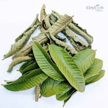 Load image into Gallery viewer, 500+ Guava Leaves, Dried Guava Leaves | Ceylon organic-6
