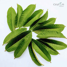 Load image into Gallery viewer, 500+ Guava Leaves, Dried Guava Leaves | Ceylon organic-5
