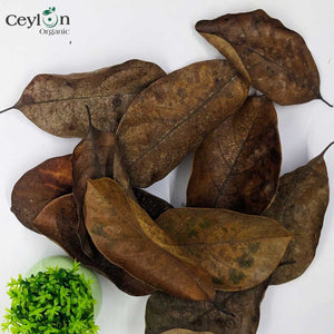 500+ Jackfruit Leaves,Organic Dried Jack fruit Leaves Kataha Bio Film Aquarium Fish/ShrimpTanks-2