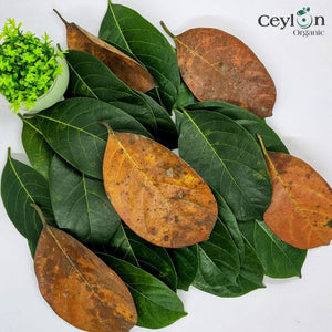 500+ Jackfruit Leaves,Organic Dried Jack fruit Leaves Kataha Bio Film Aquarium Fish/ShrimpTanks-5