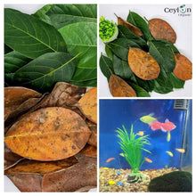 Load image into Gallery viewer, 500+ Jackfruit Leaves,Organic Dried Jack fruit Leaves Kataha Bio Film Aquarium Fish/ShrimpTanks-4
