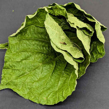 Load image into Gallery viewer, Macaranga Peltata Leaves ,Kenda Leaves,100% Pure Organic Dry Leaves | Ceylon Organic-5
