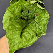 Load image into Gallery viewer, Macaranga Peltata Leaves ,Kenda Leaves,100% Pure Organic Dry Leaves | Ceylon Organic-4
