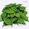 500+ Lime Leaves, Dried Lime Leaves, 100% Organic Lime leaves | Ceylon Organic-0