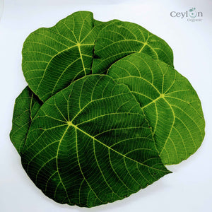 Macaranga Peltata Leaves ,Kenda Leaves,100% Pure Organic Dry Leaves | Ceylon Organic-2