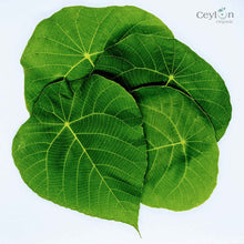 Load image into Gallery viewer, Macaranga Peltata Leaves ,Kenda Leaves,100% Pure Organic Dry Leaves | Ceylon Organic-0
