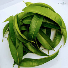 Load image into Gallery viewer, 500+ Mango Leaves,Dried Mango Leaves, 100% Organic Dried Mango Leaves | Ceylon organic-1
