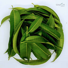 Load image into Gallery viewer, 500+ Mango Leaves,Dried Mango Leaves, 100% Organic Dried Mango Leaves | Ceylon organic-3
