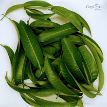 Load image into Gallery viewer, 500+ Mango Leaves,Dried Mango Leaves, 100% Organic Dried Mango Leaves | Ceylon organic-5
