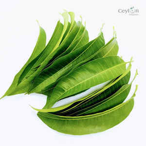 500+ Mango Leaves,Dried Mango Leaves, 100% Organic Dried Mango Leaves | Ceylon organic-0