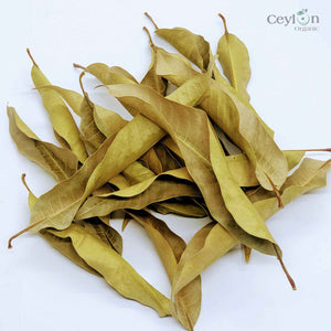 500+ Mango Leaves,Dried Mango Leaves, 100% Organic Dried Mango Leaves | Ceylon organic-2