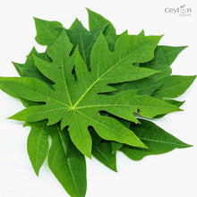 Load image into Gallery viewer, 50+ Papaya Leaves,Pawpaw Leaves,Carica papaya,papaw leaves,Dried Papaya leaves | Ceylon Organic-0
