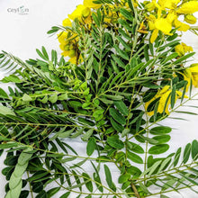 Load image into Gallery viewer, 2kg+ Senna Auriculata Leaves - The Perfect Ingredient for Teas, Smoothies, and Herbal Remedies | Ceylon Organic-1
