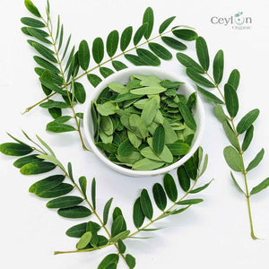 2kg+ Senna Auriculata Leaves - The Perfect Ingredient for Teas, Smoothies, and Herbal Remedies | Ceylon Organic-5