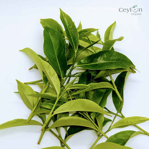 Sri Lankan Tea Leaves: Experience Authentic Flavor & Quality | Ceylon Organic-1