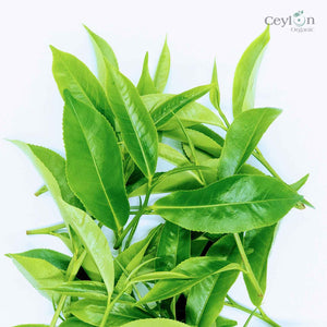 Sri Lankan Tea Leaves: Experience Authentic Flavor & Quality | Ceylon Organic-0