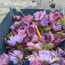 Load image into Gallery viewer, Witchy Pooh&#39;s Lotus Flowers, Whole Flowers Blue and Yellow For Tea, Sleep Aid and Enlightenment Rituals-1
